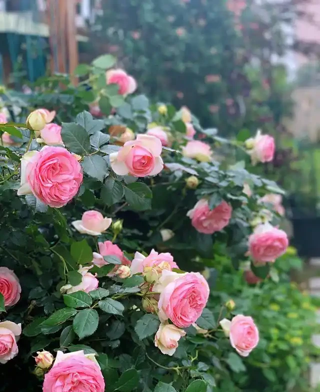 養好藤月，「修剪施肥」是重點，花更多更旺盛，又大又漂亮