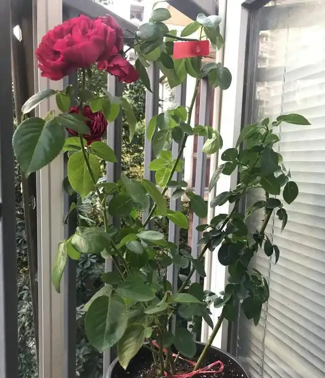 養好藤月,「修剪施肥」是重點,花更多更旺盛,又大又漂亮