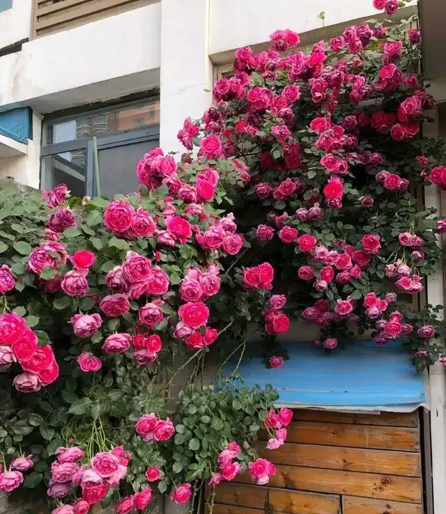 養好藤月,「修剪施肥」是重點,花更多更旺盛,又大又漂亮