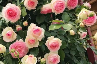 養好藤月，「修剪施肥」是重點，花更多更旺盛，又大又漂亮