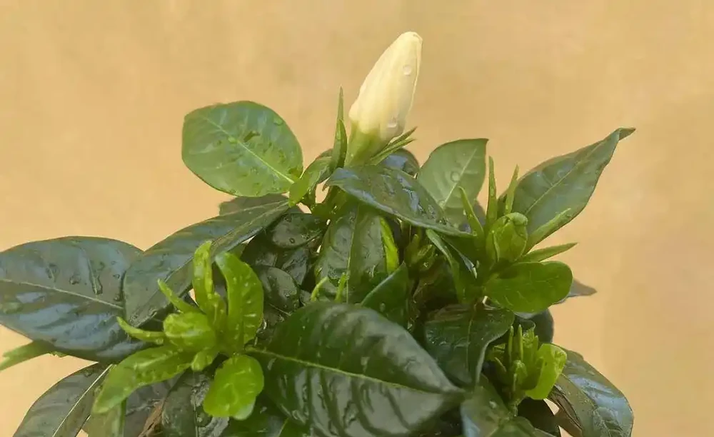 在家養盆栽梔子花注意9大問題,避免黃葉掉花,讓它正常孕育花芽