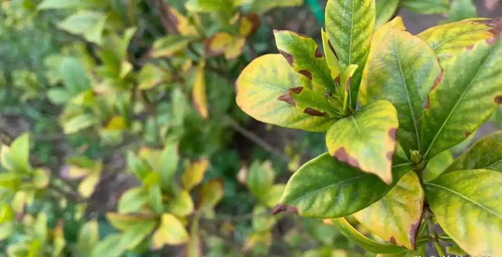 在家養盆栽梔子花注意9大問題,避免黃葉掉花,讓它正常孕育花芽