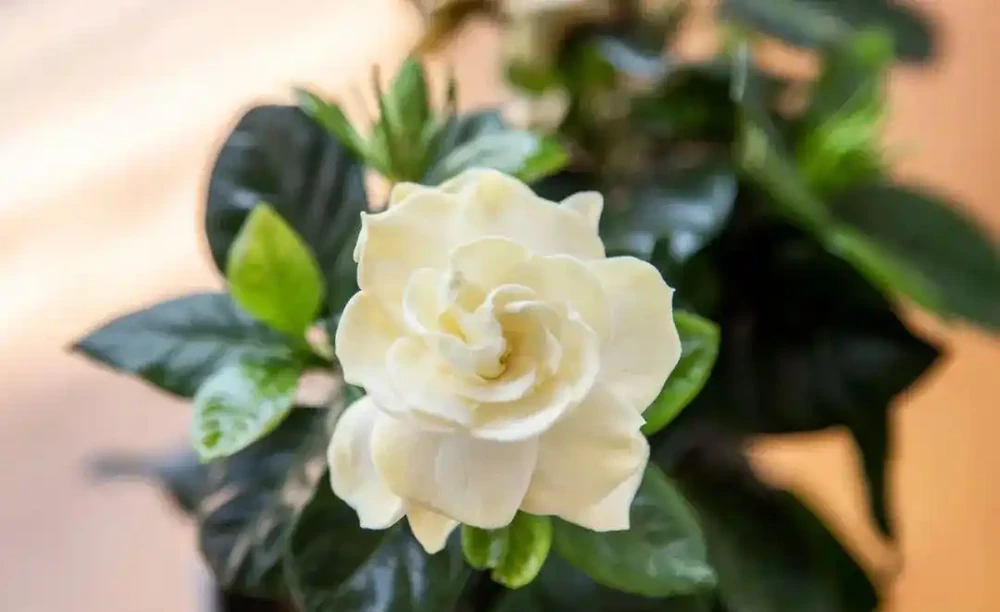 在家養盆栽梔子花注意9大問題,避免黃葉掉花,讓它正常孕育花芽