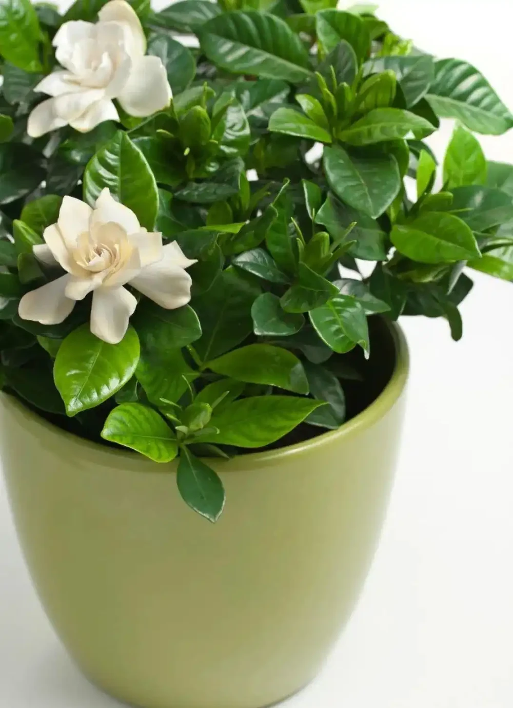 在家養盆栽梔子花注意9大問題,避免黃葉掉花,讓它正常孕育花芽