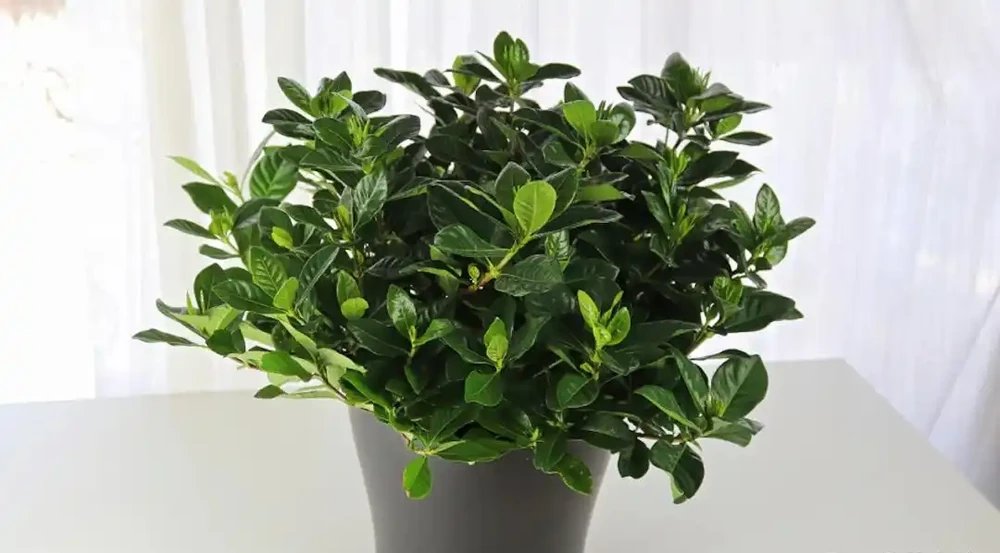 在家養盆栽梔子花注意9大問題,避免黃葉掉花,讓它正常孕育花芽