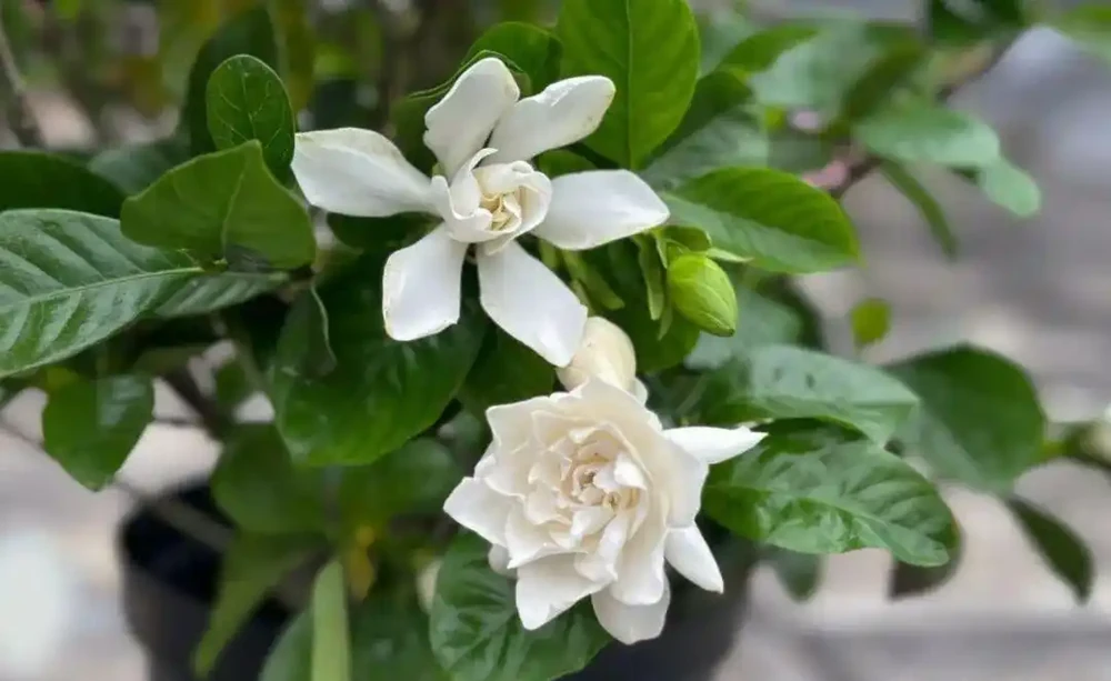 在家養盆栽梔子花注意9大問題,避免黃葉掉花,讓它正常孕育花芽