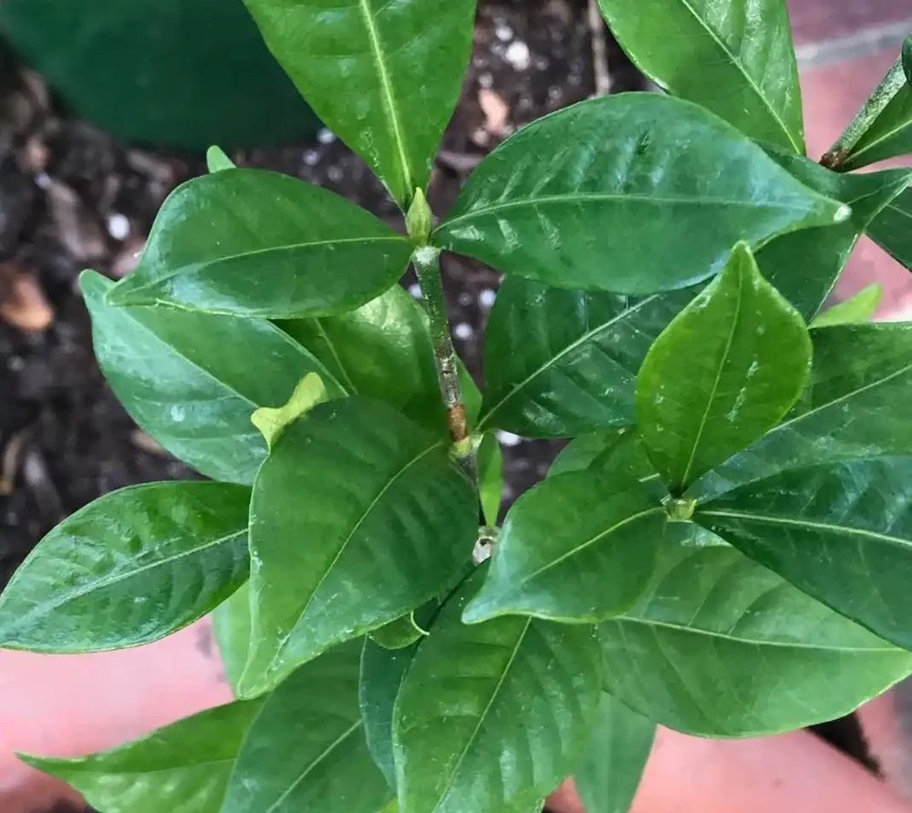 在家養盆栽梔子花注意9大問題,避免黃葉掉花,讓它正常孕育花芽