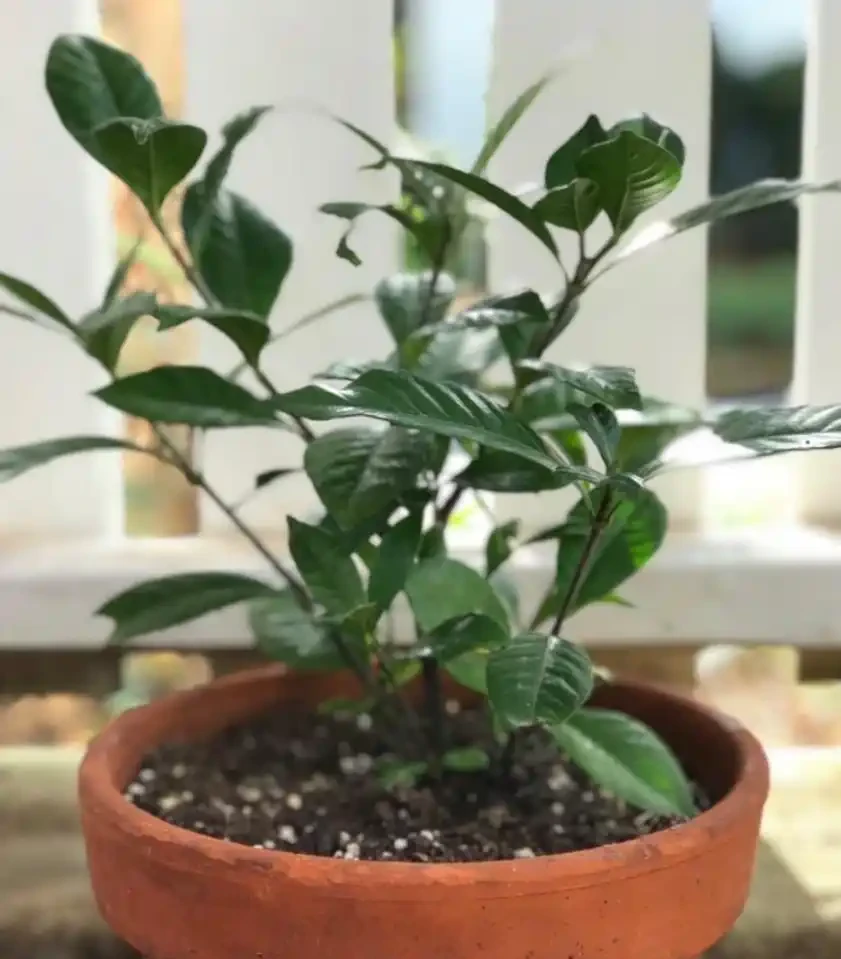 在家養盆栽梔子花注意9大問題,避免黃葉掉花,讓它正常孕育花芽