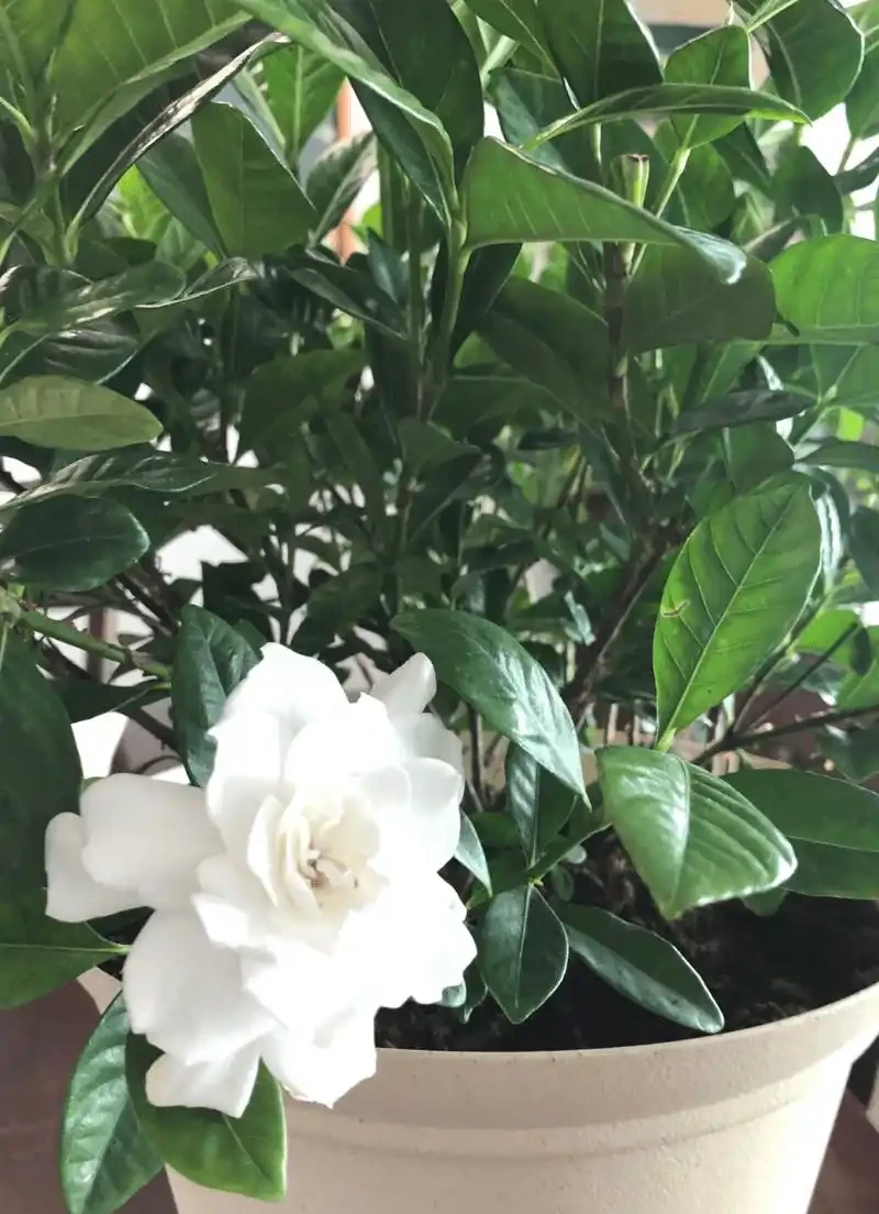 在家養盆栽梔子花注意9大問題,避免黃葉掉花,讓它正常孕育花芽