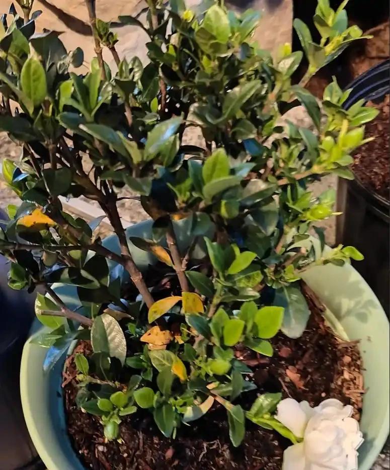 在家養盆栽梔子花注意9大問題,避免黃葉掉花,讓它正常孕育花芽