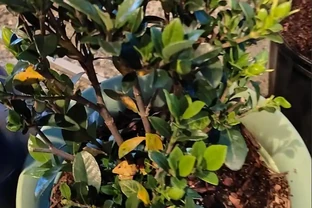 在家養盆栽梔子花注意9大問題，避免黃葉掉花，讓它正常孕育花芽