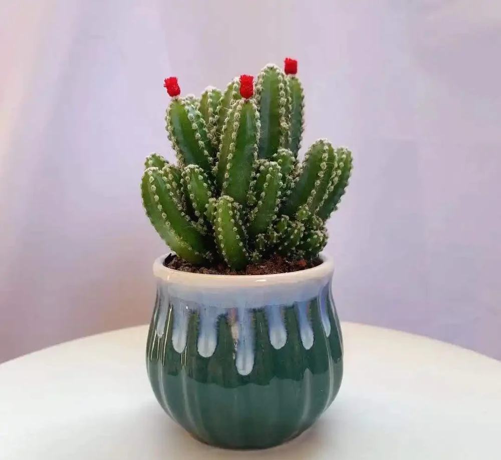 家裡養仙人掌好不好