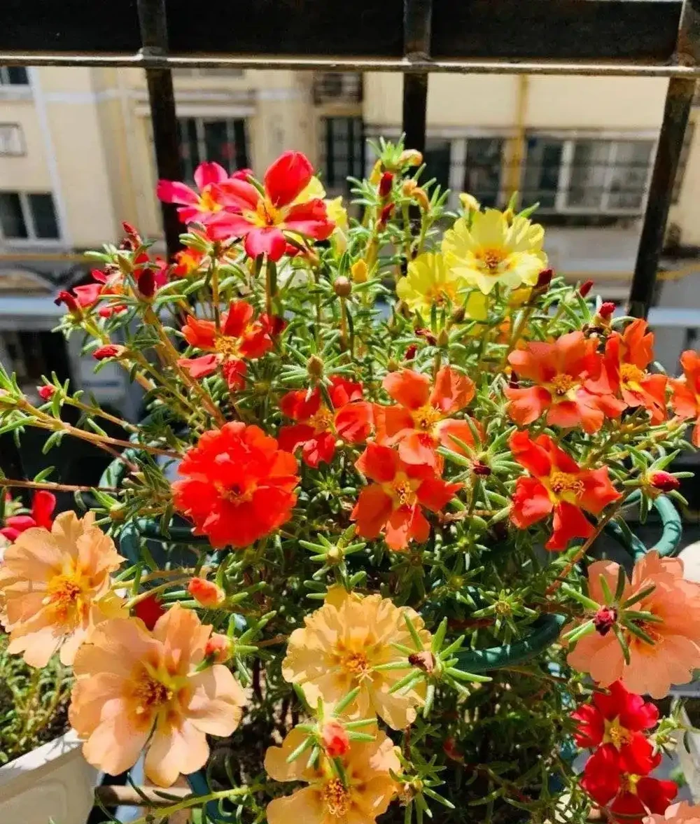 5種花「累不死」,一棵開花360天,嬌滴滴似雲霞,又好養又便宜!