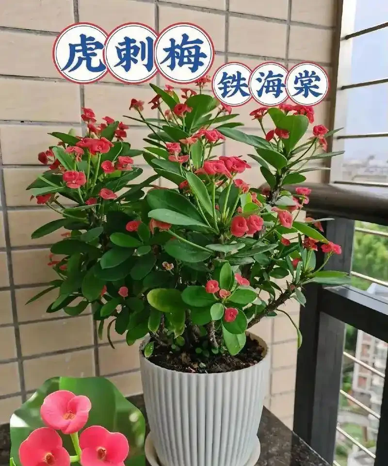 5種花「累不死」,一棵開花360天,嬌滴滴似雲霞,又好養又便宜!