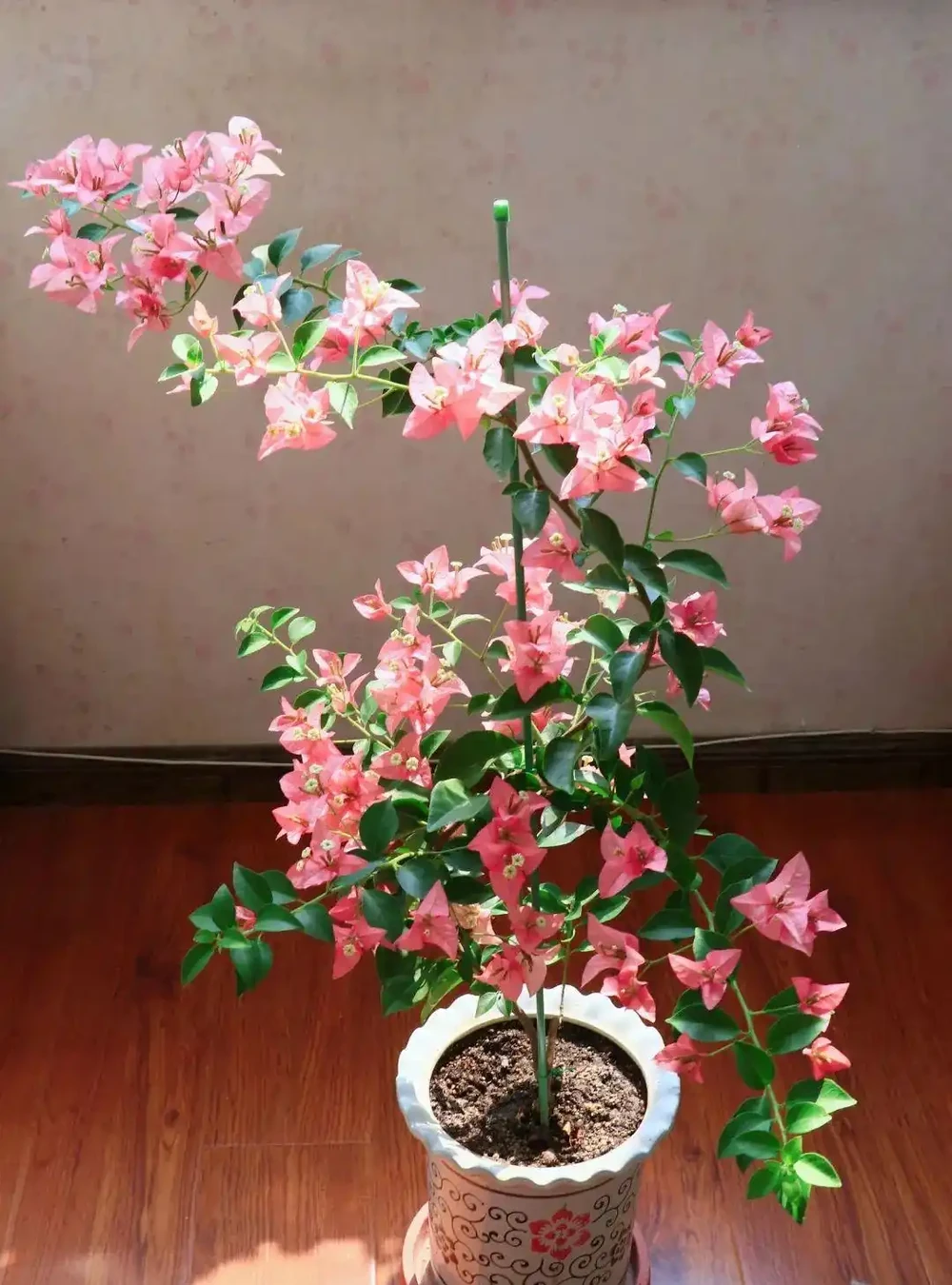 5種花「累不死」,一棵開花360天,嬌滴滴似雲霞,又好養又便宜!
