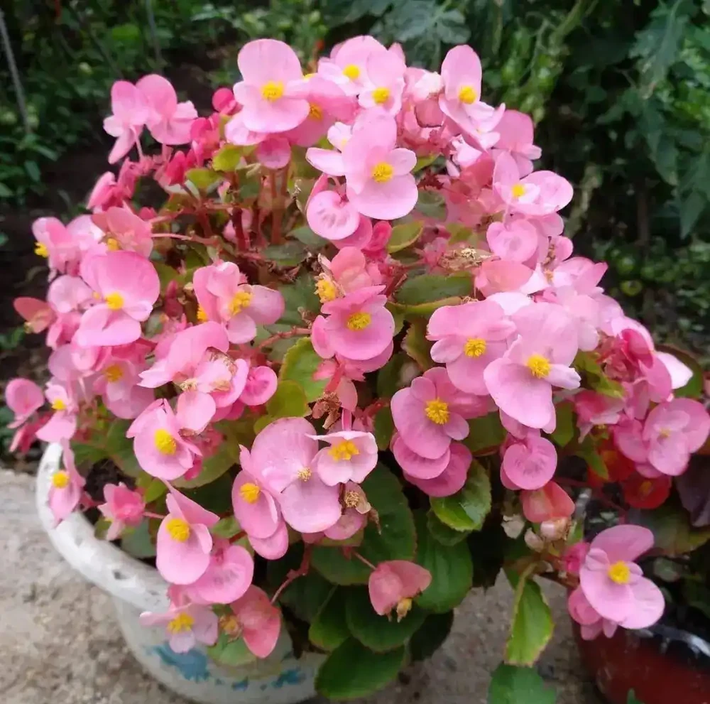 5種花「累不死」,一棵開花360天,嬌滴滴似雲霞,又好養又便宜!