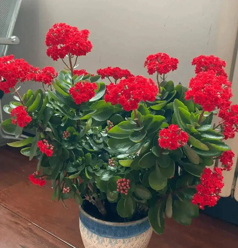 5種花「累不死」,一棵開花360天,嬌滴滴似雲霞,又好養又便宜!