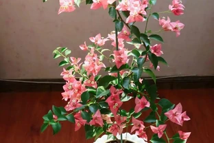 5種花「累不死」，一棵開花360天，嬌滴滴似雲霞，又好養又便宜！