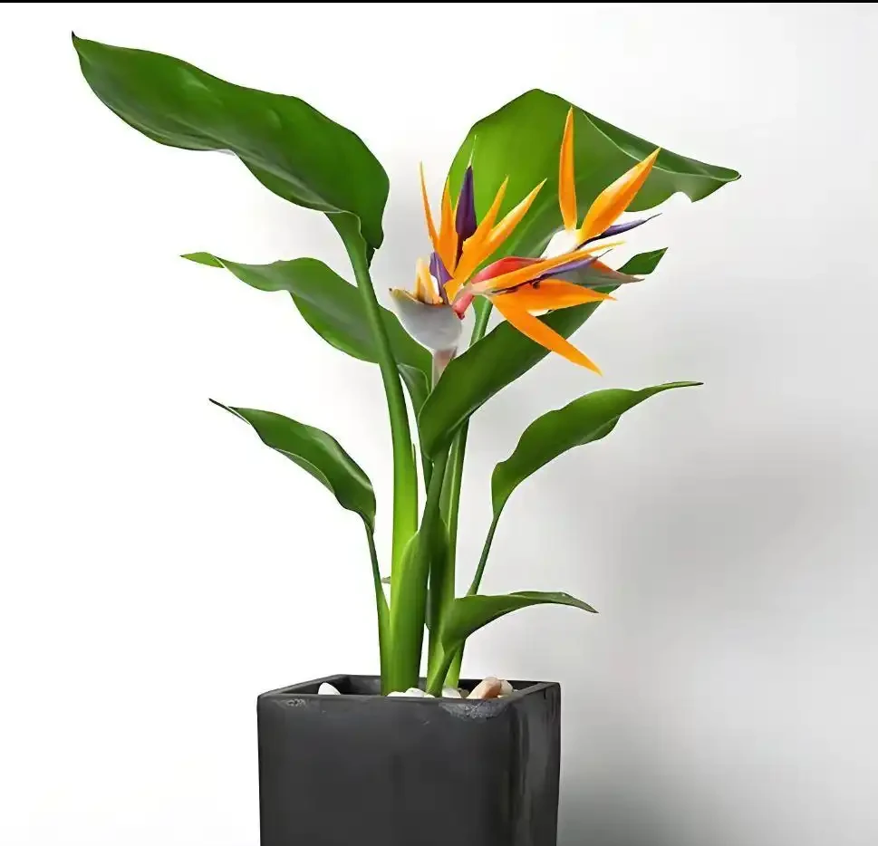把這8種花養在家裡吧,臭味吸光光,家人都健康