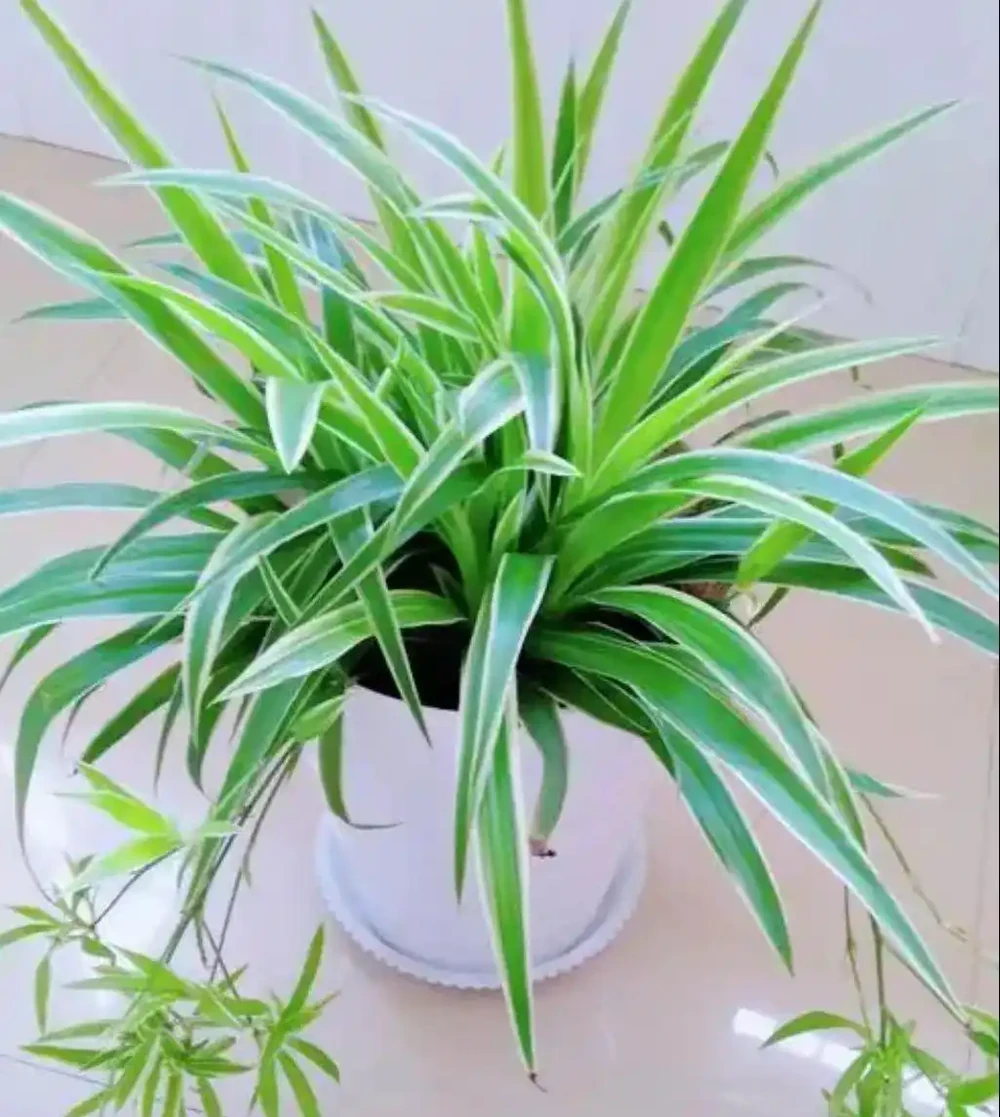 把這8種花養在家裡吧,臭味吸光光,家人都健康