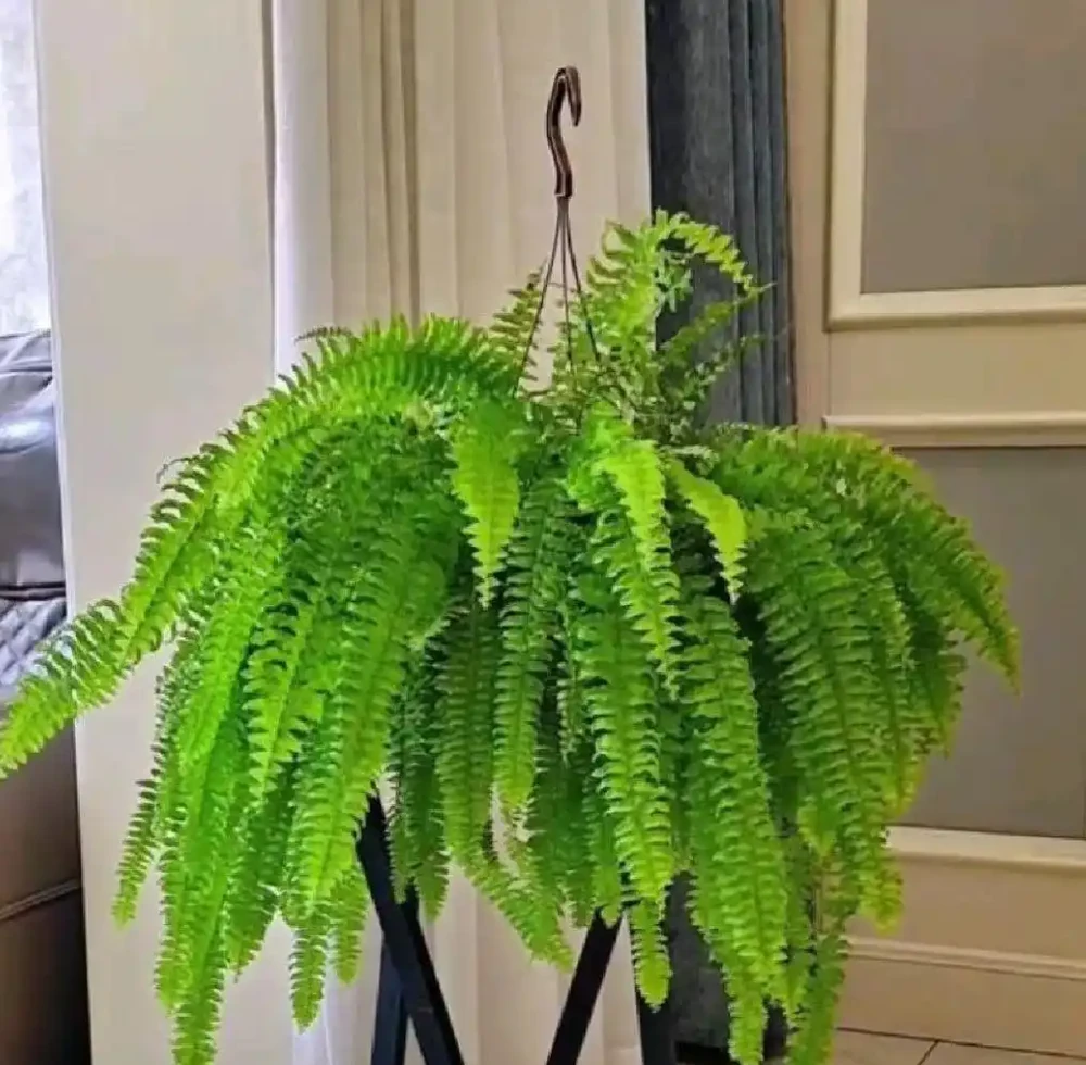 把這8種花養在家裡吧,臭味吸光光,家人都健康