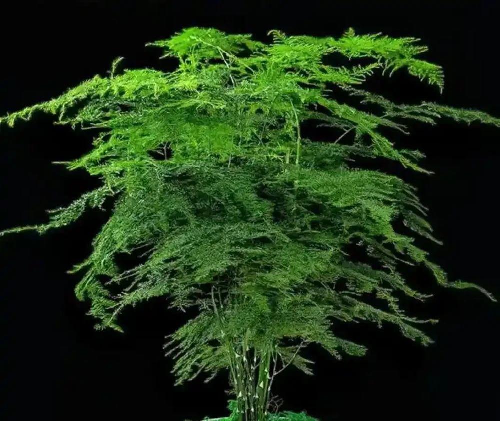 把這8種花養在家裡吧,臭味吸光光,家人都健康