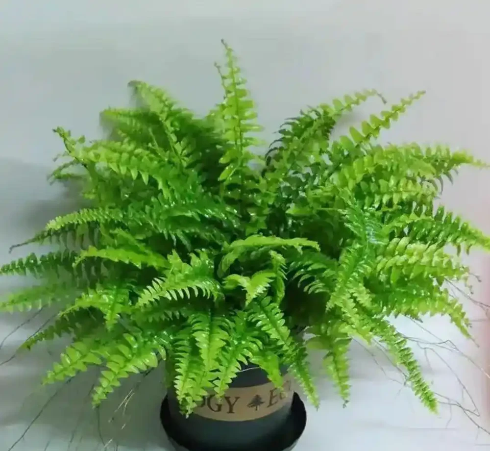 把這8種花養在家裡吧,臭味吸光光,家人都健康
