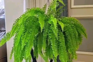 把這8種花養在家裡吧，臭味吸光光，家人都健康