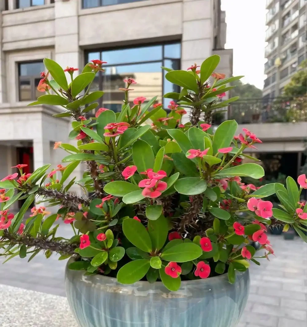 10種「四季花」一年開不停,陽臺變花海,鄰居看了都羨慕!