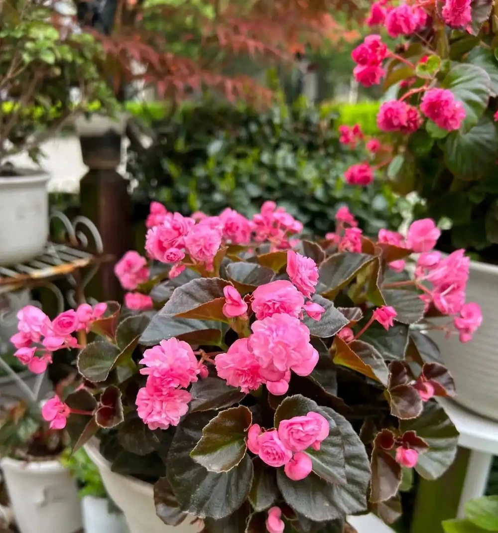 10種「四季花」一年開不停,陽臺變花海,鄰居看了都羨慕!