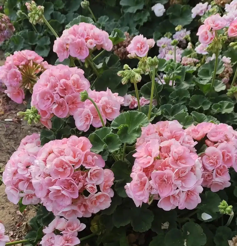 10種「四季花」一年開不停,陽臺變花海,鄰居看了都羨慕!