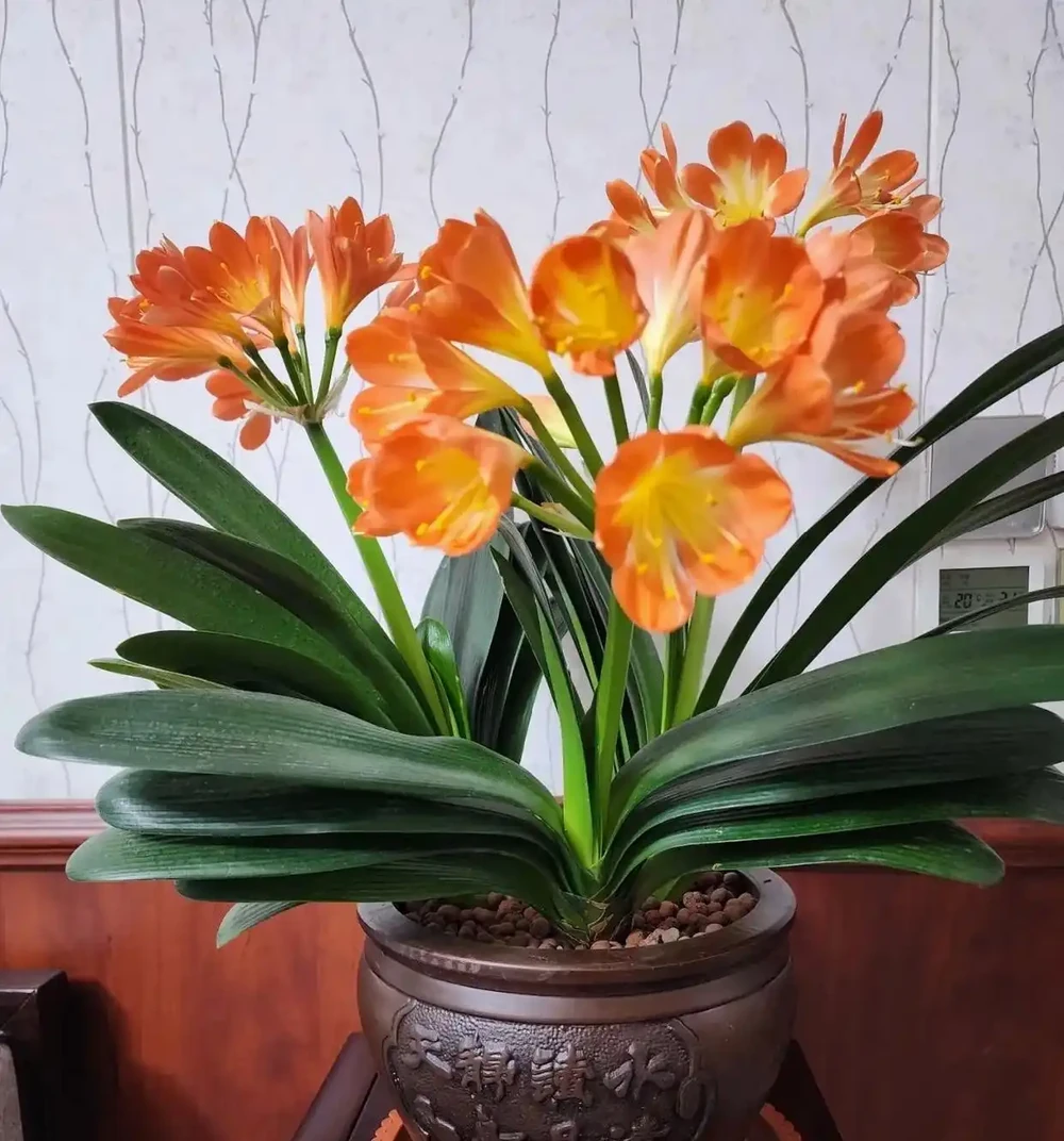 10種「四季花」一年開不停,陽臺變花海,鄰居看了都羨慕!