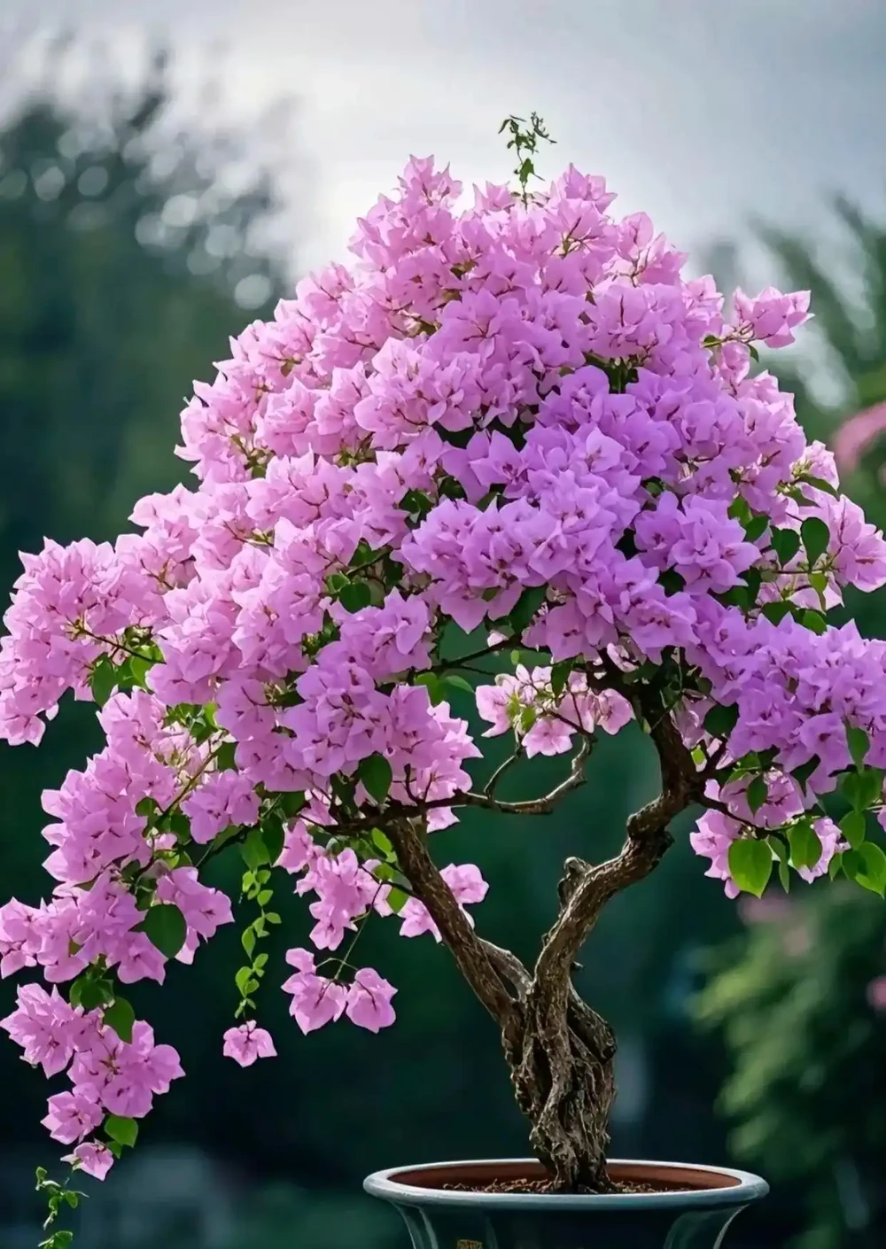 10種「四季花」一年開不停,陽臺變花海,鄰居看了都羨慕!