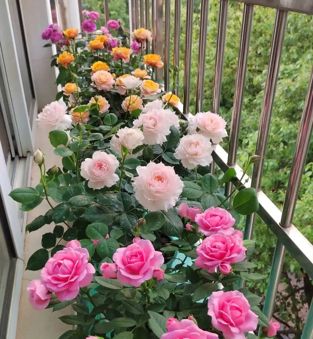 10種「四季花」一年開不停,陽臺變花海,鄰居看了都羨慕!