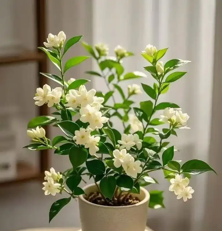 10種「四季花」一年開不停,陽臺變花海,鄰居看了都羨慕!