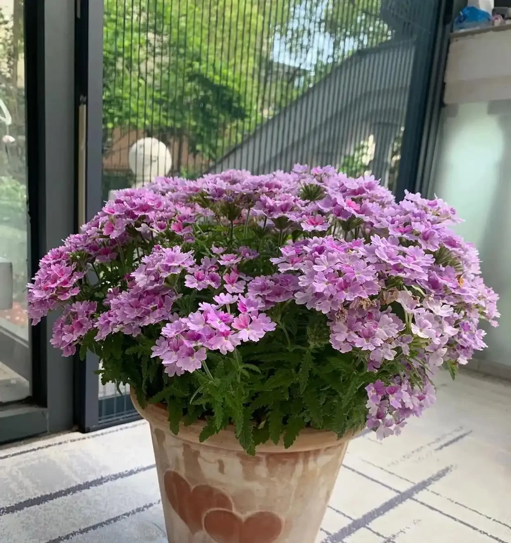 10種「四季花」一年開不停,陽臺變花海,鄰居看了都羨慕!