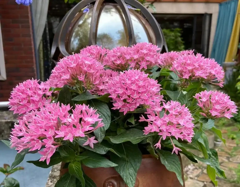 10種「四季花」一年開不停,陽臺變花海,鄰居看了都羨慕!