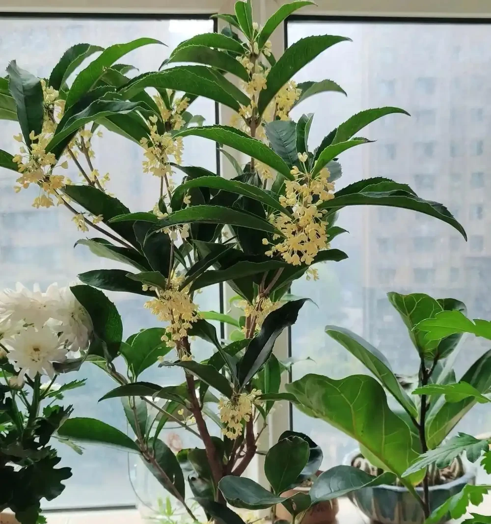 10種「四季花」一年開不停,陽臺變花海,鄰居看了都羨慕!