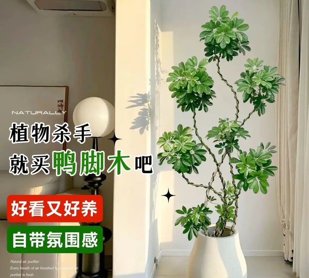 充足光照