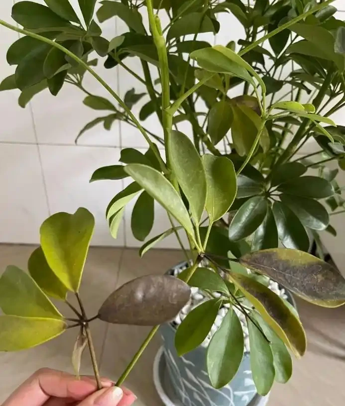 光照不足