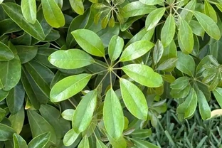 鵝掌藤葉子發黃脫落怎麼回事？常見原因與解決方法