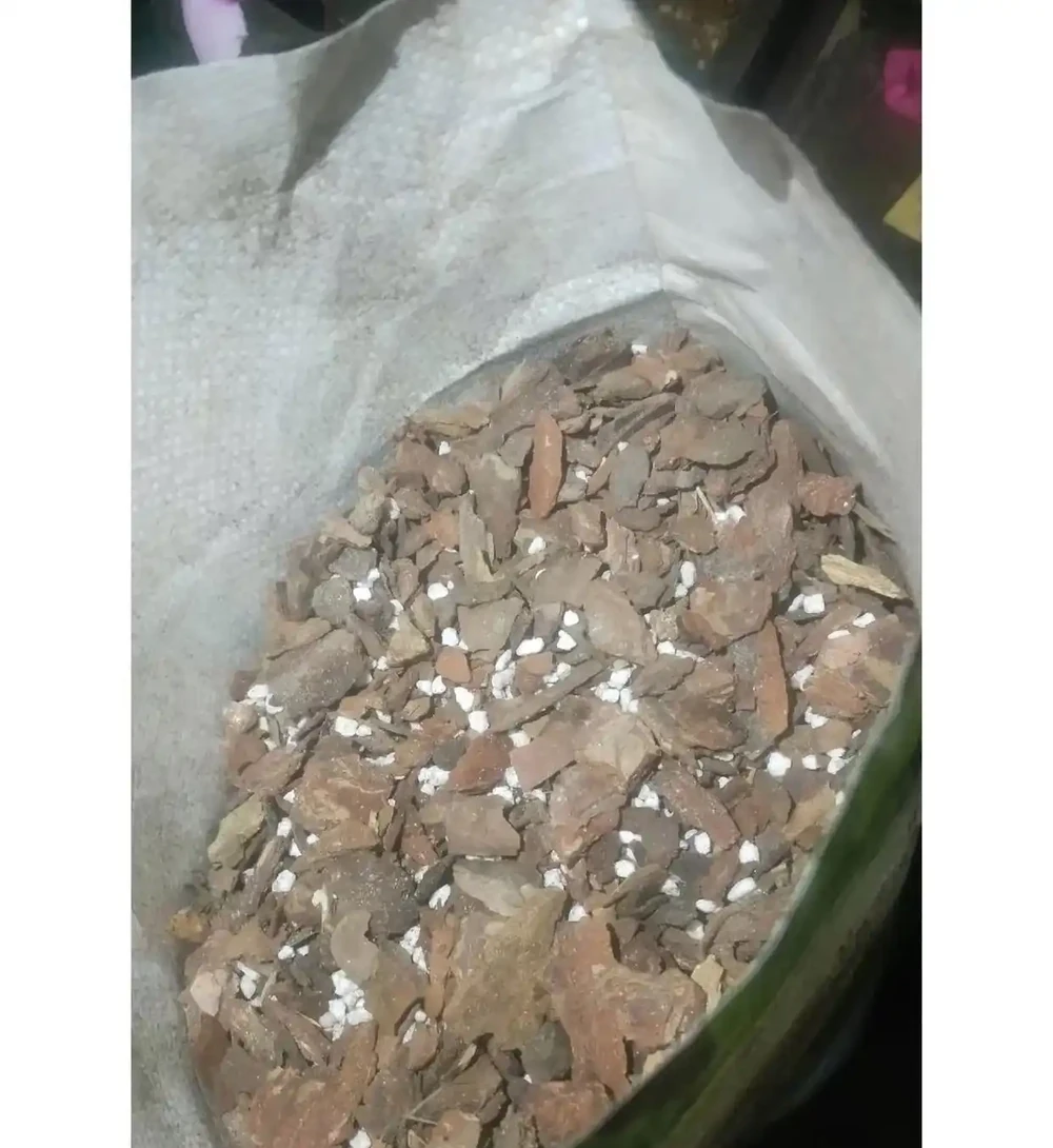 君子蘭腐根,只要一招,多空多爛的根一救就能活,省錢又省事