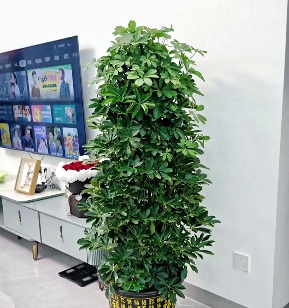 客廳電視機櫃旁擺啥綠植好?「八方來財」最合適,別緻又高階