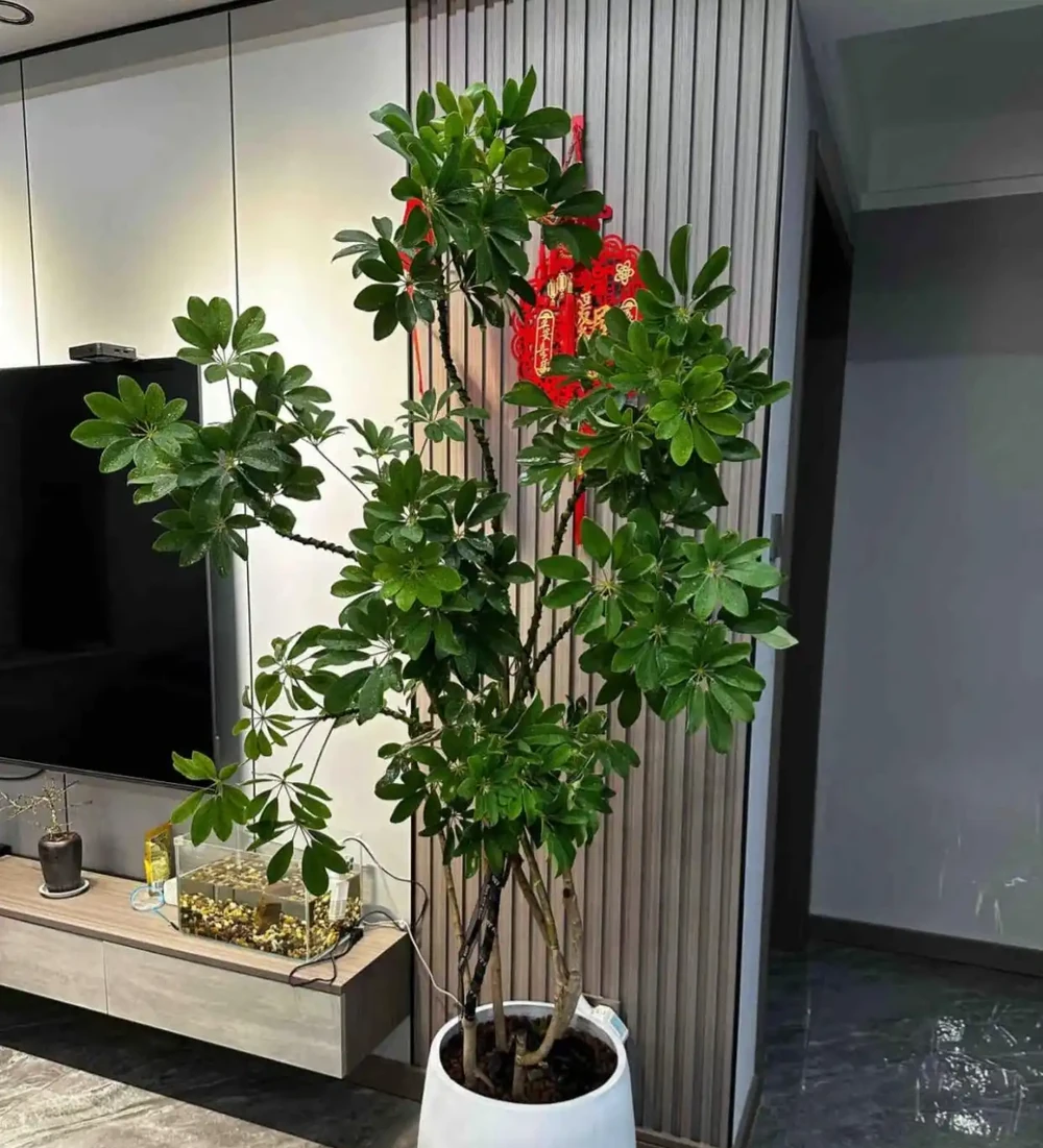 客廳電視機櫃旁擺啥綠植好?「八方來財」最合適,別緻又高階