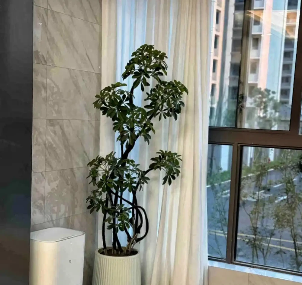 客廳電視機櫃旁擺啥綠植好?「八方來財」最合適,別緻又高階