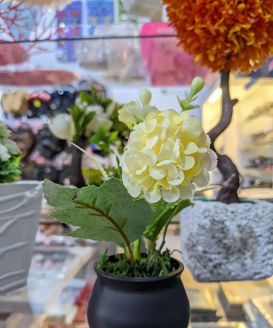 臥榻香伴|十種臥室 「花友」 大揭秘