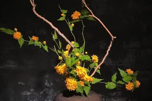 臥榻香伴｜十種臥室 「花友」 大揭秘