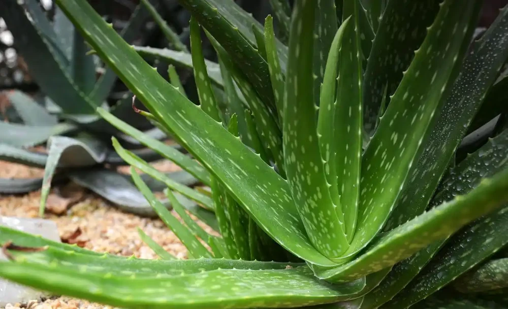 衛生間放什麼綠植好?