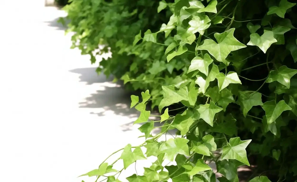 衛生間放什麼綠植好?
