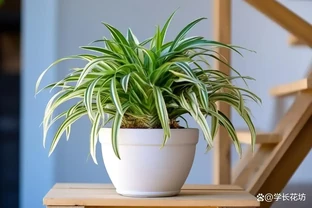 衛生間放什麼綠植好？